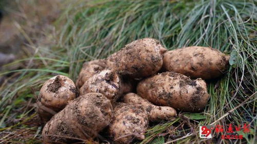 藏 糧 于地 厚積薄發的昭通產業