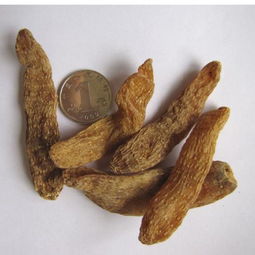 東北野生天麻圖