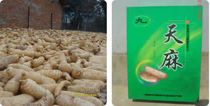 北京中藥材合作種植公司