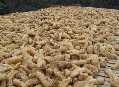 古代釀中珍品，天麻 無(wú)根無(wú)葉高兩米，曬干一斤三百元